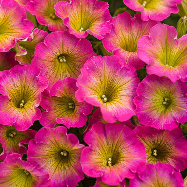 Petunia Supertunia® Daybreak Charm
