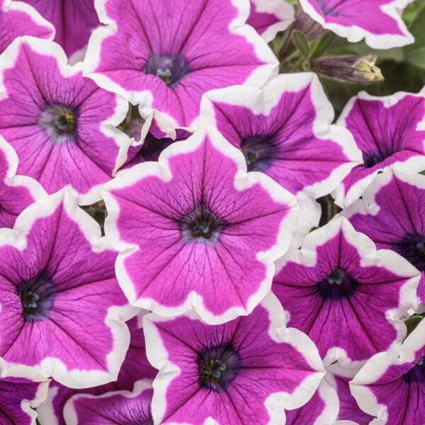 Petunia Supertunia® Hoopla™ Vivid Orchid™