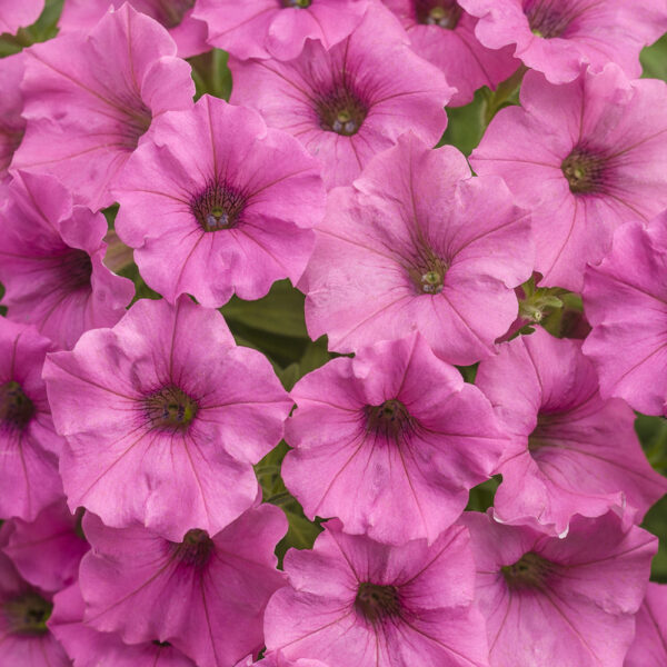 Petunia Supertunia® Mini Vista Hot Pink