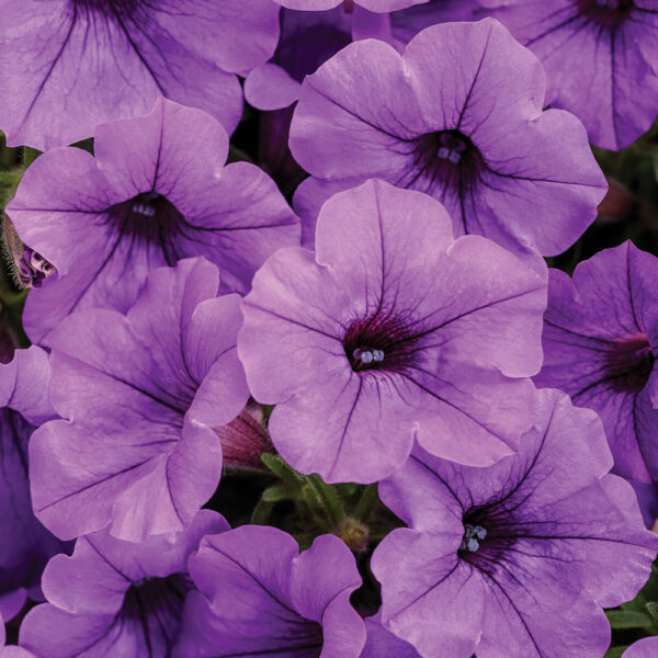 Petunia Supertunia® Mini Vista Indigo