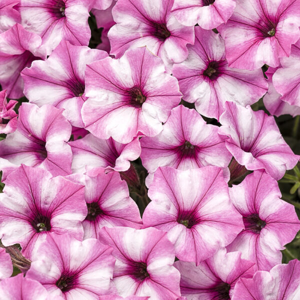 Petunia Supertunia® Mini Vista™ Pink Star