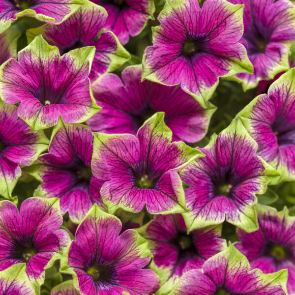 Petunia Supertunia® Picasso in Purple®