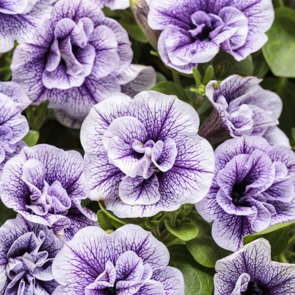 Petunia Supertunia® Priscilla