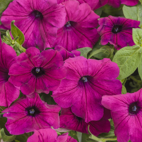 Petunia Supertunia® Royal Magenta™