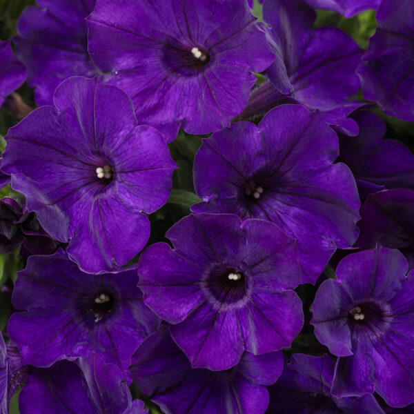 Petunia Supertunia® Royal Velvet™