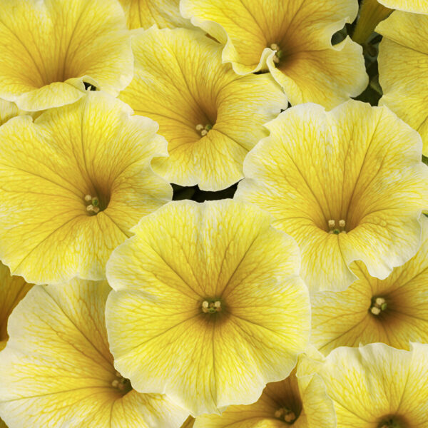 Petunia Supertunia® Saffron Finch™