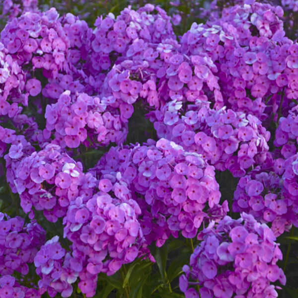 Phlox 'Fashionably Early Flamingo'