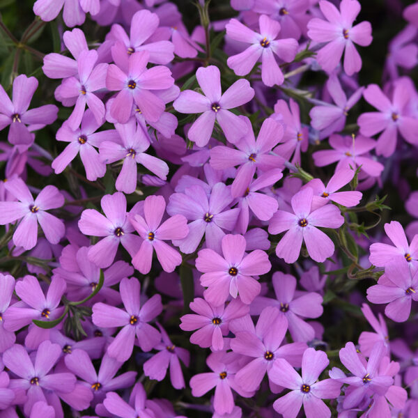 Phlox Spring Splash™ Lilac