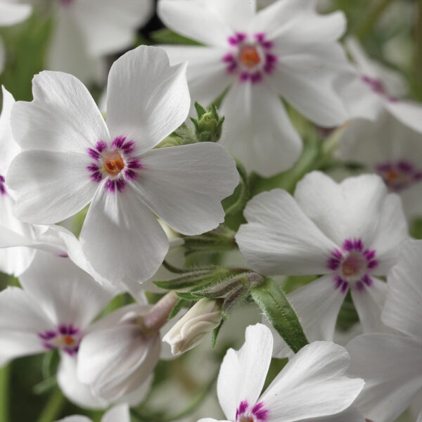 Phlox sub. 'Amazing Grace'