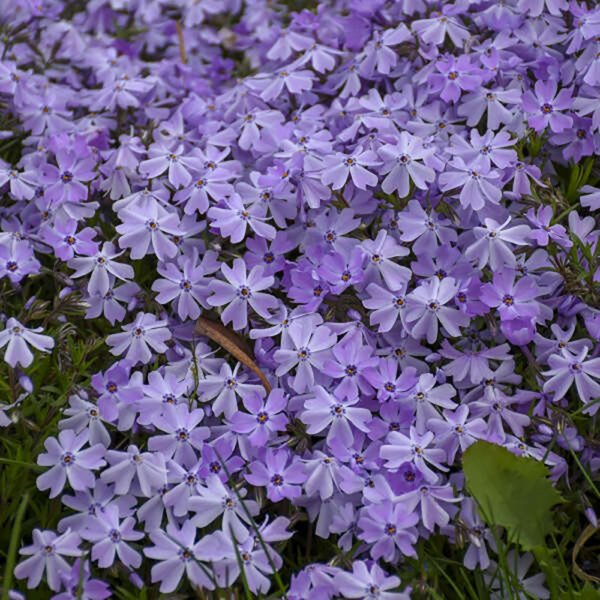 Phlox sub. 'Emerald Blue'