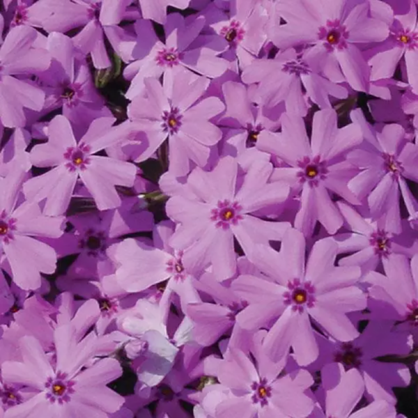 Phlox sub. 'Fort Hill'