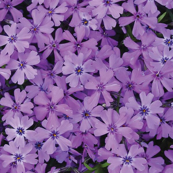 Phlox sub. 'Purple Beauty'