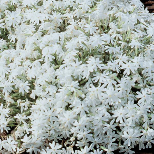 Phlox sub. 'Snowflake'