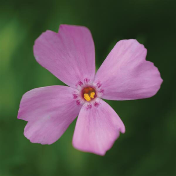 Phlox sub. 'Emerald Pink'