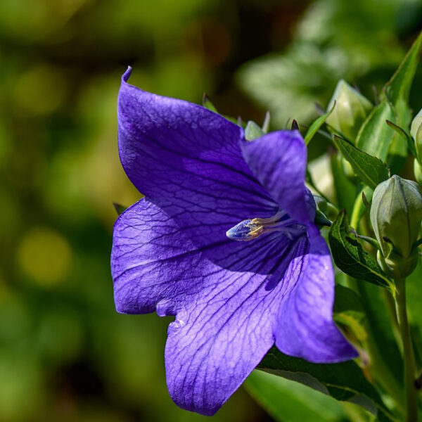 Platycodon gran. 'Astra Blue'