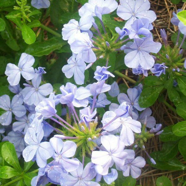 Plumbago auriculata