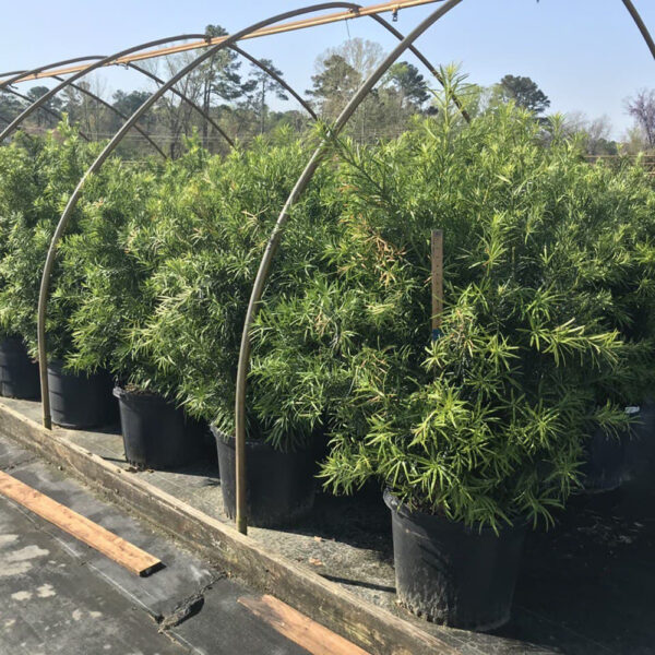 Podocarpus macrophyllus