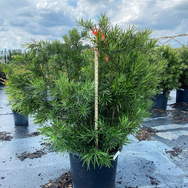 Podocarpus macrophyllus