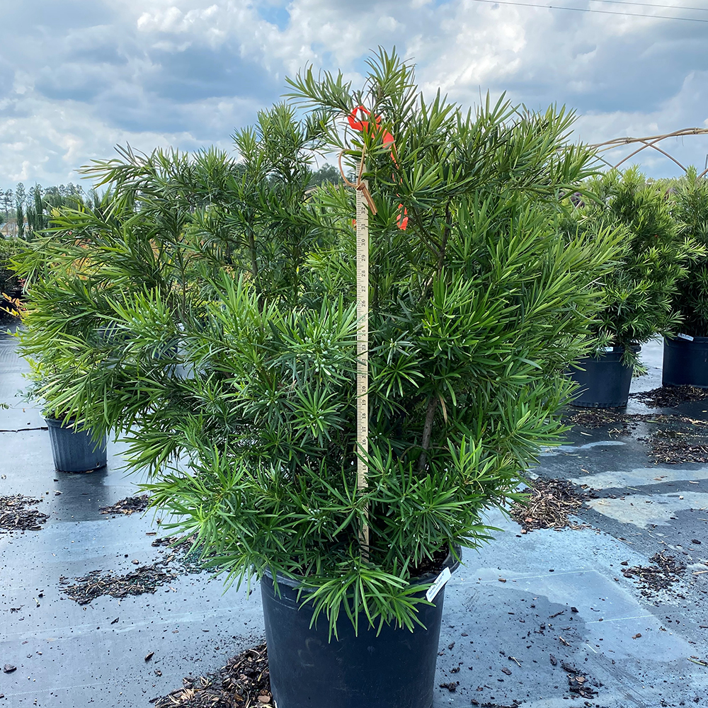Podocarpus macrophyllus