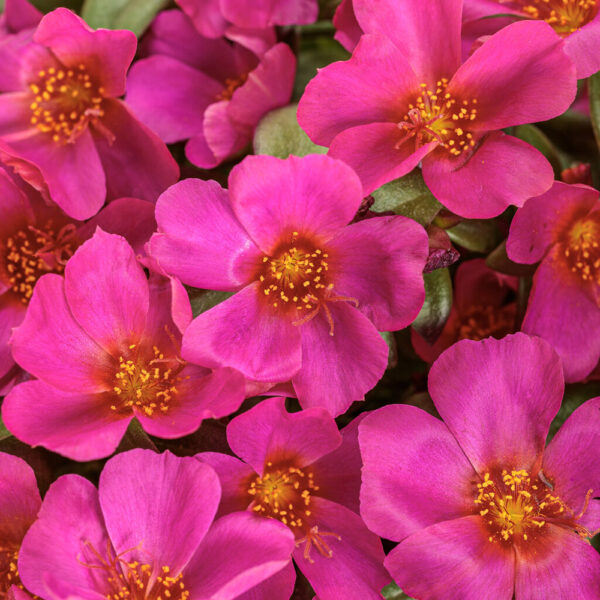Portulaca Mojave® Fuchsia