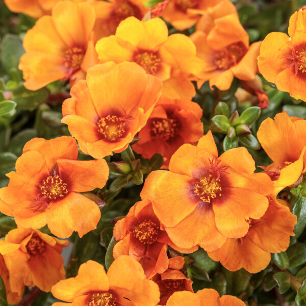 Portulaca Mojave® Mango