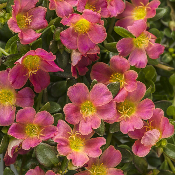Portulaca Mojave® Pink