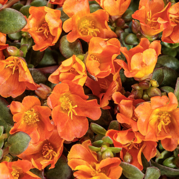 Portulaca Mojave® Tangerine