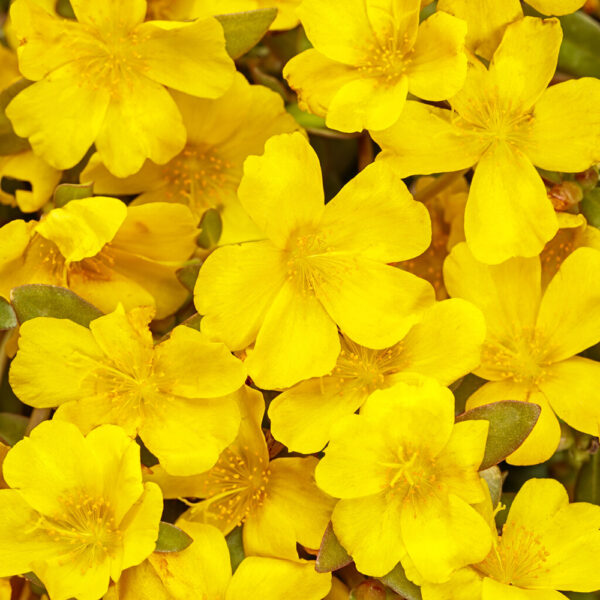 Portulaca Mojave® Yellow
