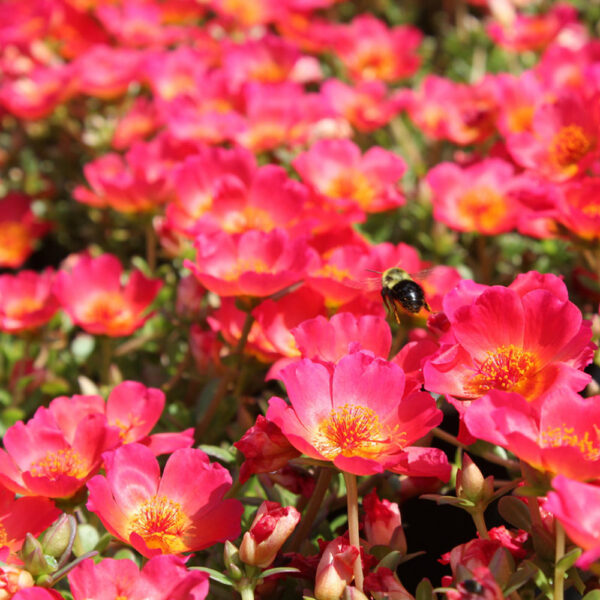 Portulaca ole. Pazzaz™ Red Flare