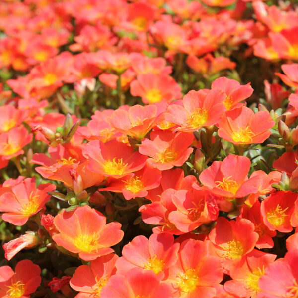 Portulaca ole. Pazzaz™ Tangerine