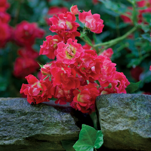 Rosa Red Drift® 'Meigalpio'