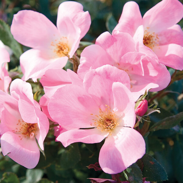 Rosa Blushing Knock Out®
