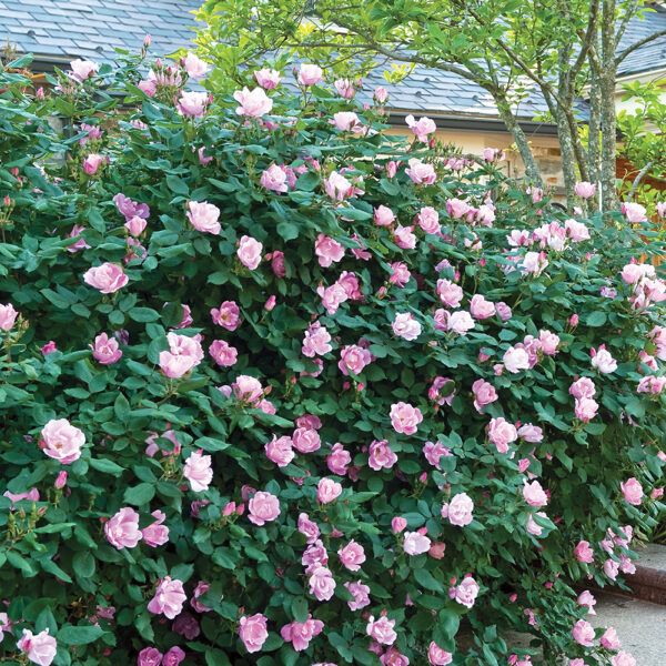 Rosa Blushing Knock Out®