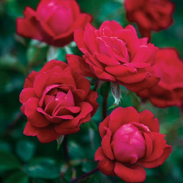 Rosa Double Knock Out® 'Radtko'