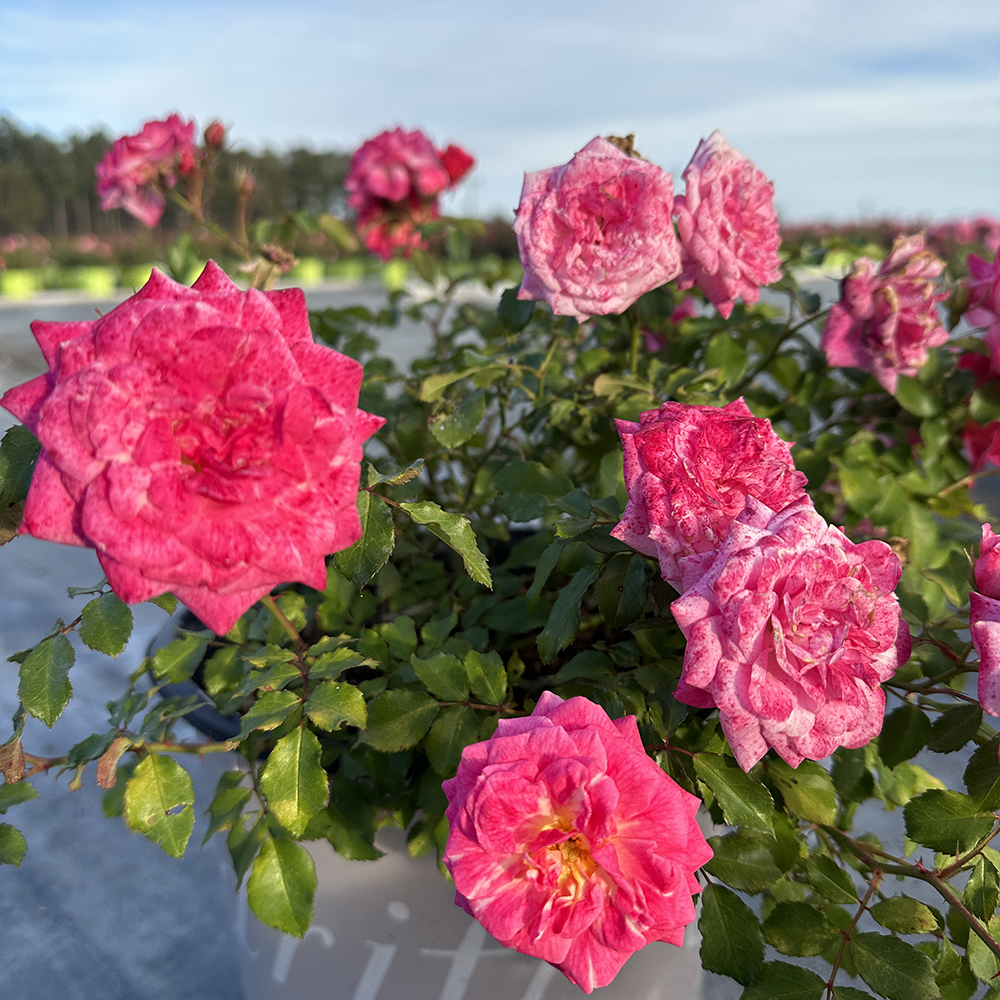 Rosa Sweet Drift® 'Meisweetdom'