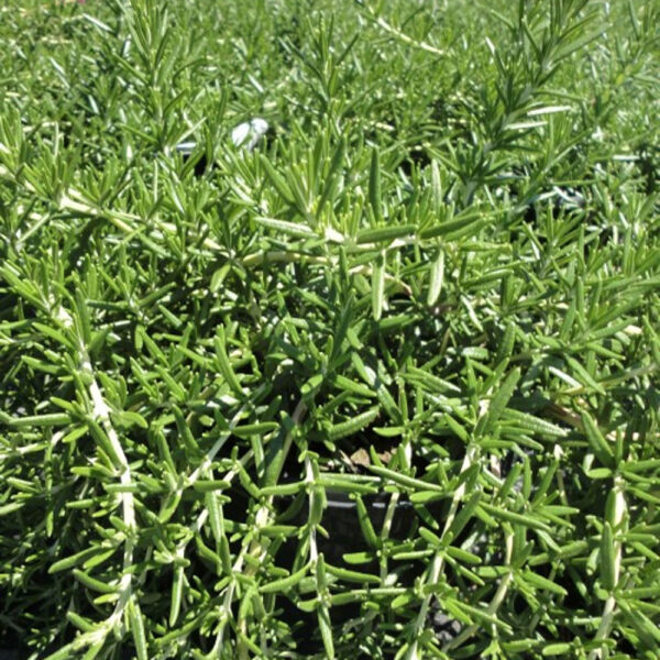 Rosmarinus off. 'Prostrata'