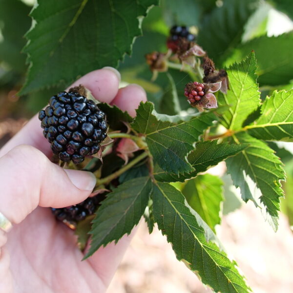 Rubus Taste of Heaven™ 'Ponca'