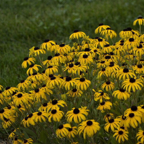 Rudbeckia 'American Gold Rush'