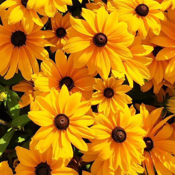 Rudbeckia 'Sunspot Gold'