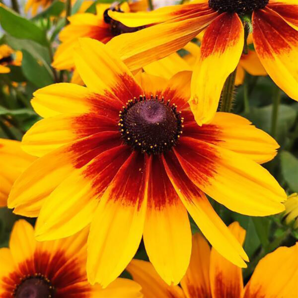 Rudbeckia 'Sunspot Yellow Bicolor'
