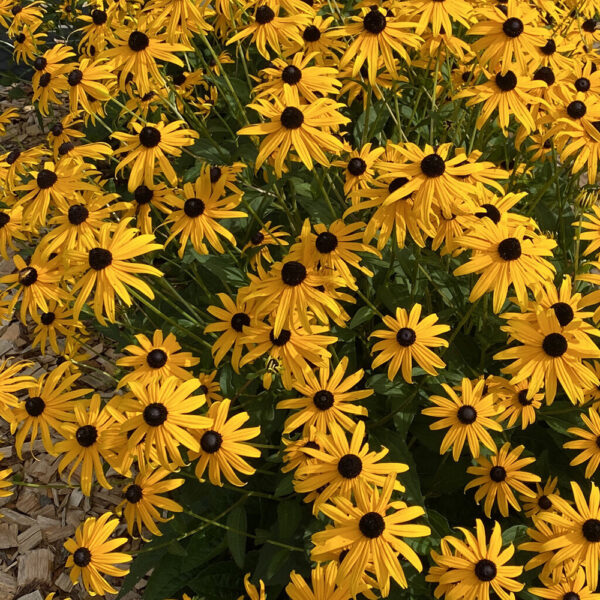 Rudbeckia ful. Mega Millions™