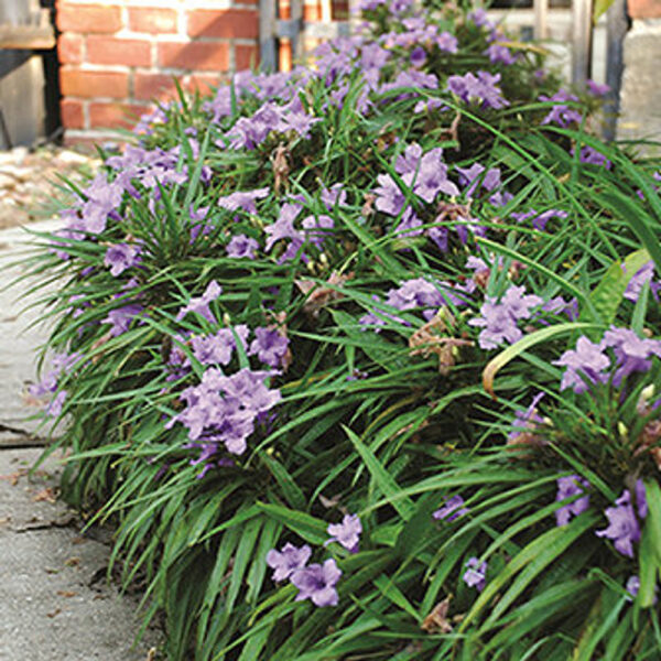 Ruellia brit. 'Katie'