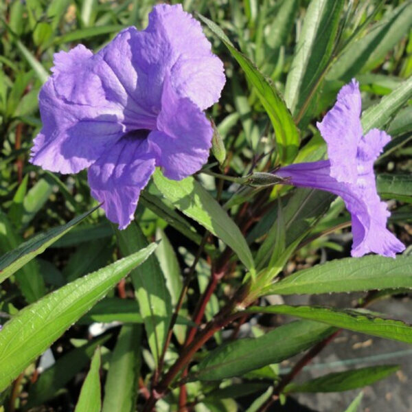 Ruellia brit. 'Purple Showers'