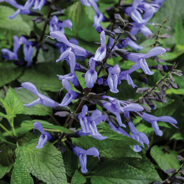 Salvia Rockin'® Blue Suede Shoes™