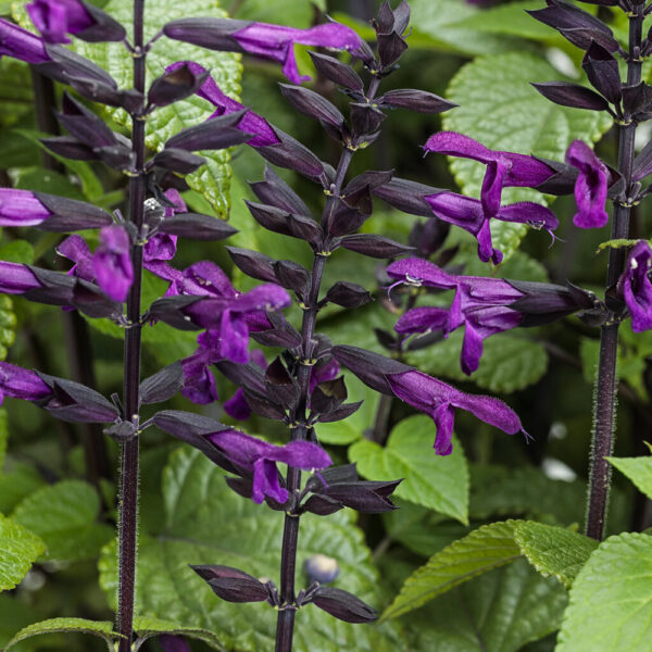 Salvia Rockin'® Deep Purple