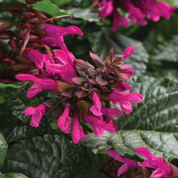 Salvia Rockin'® Fuchsia