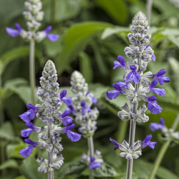 Salvia Rockin'® Playin' the Blues®