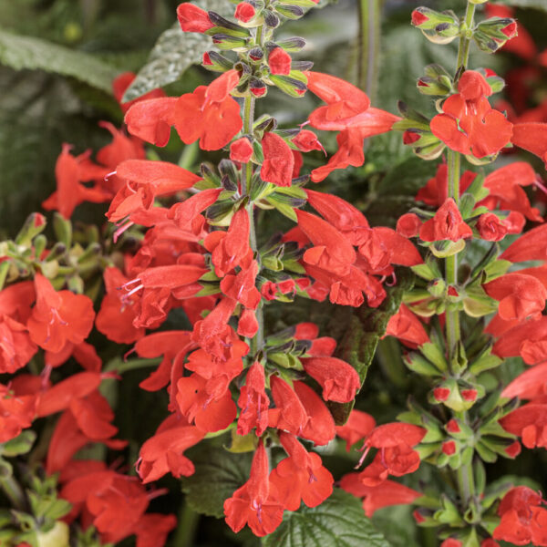 Salvia Unplugged® Red