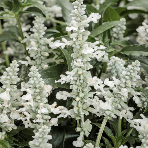 Salvia Unplugged® White