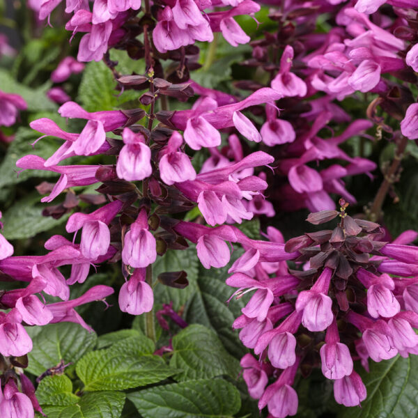 Salvia Unplugged® Pink